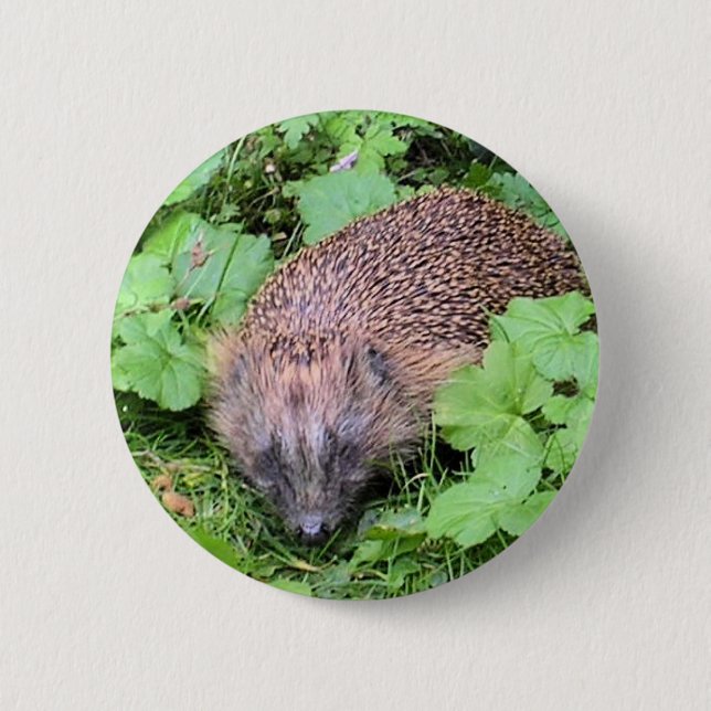Badge Rond 5 Cm Hérisson de Harry (Devant)