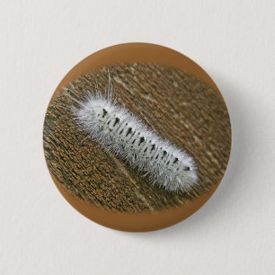 Badge Rond 5 Cm Hickory Tussock Moth (Lophocampa caryae) Articles