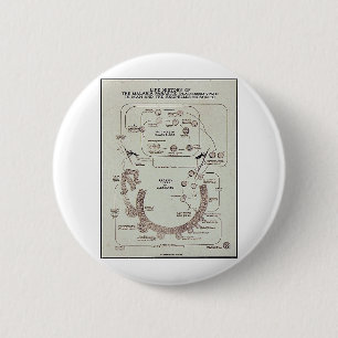 Badge Rond 5 Cm Histoire de vie du parasite de malaria Plasmodiume