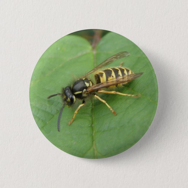 Badge Rond 5 Cm Hoverfly sur un bouton feuille (Devant)