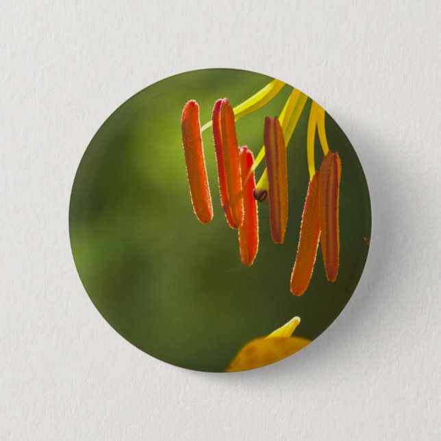 Badge Rond 5 Cm Humboldt Lily Stamens (Devant)