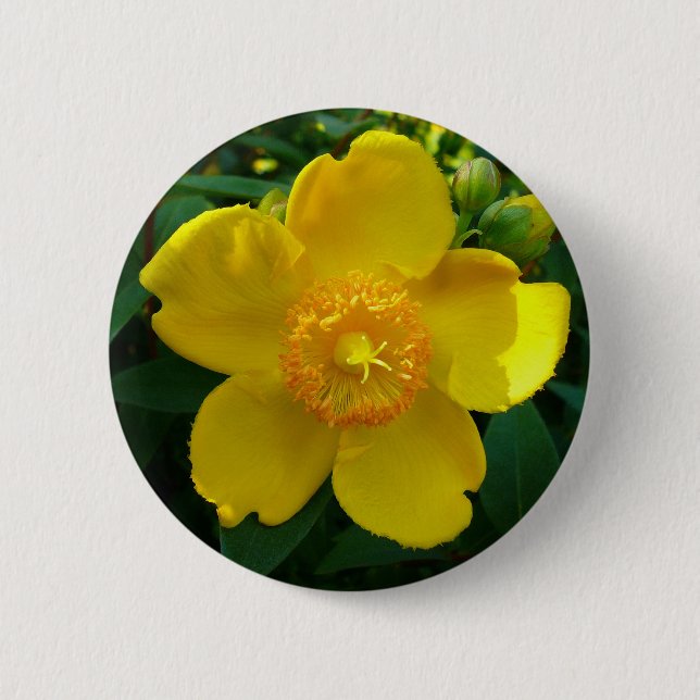 Badge Rond 5 Cm Hypericum Hidcote (Saint-Jean) (Devant)