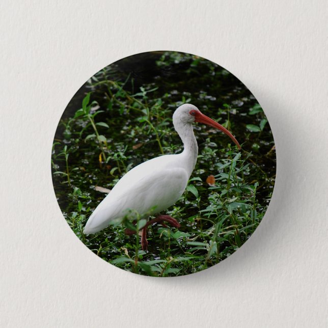 Badge Rond 5 Cm IBIS blanc… (Devant)