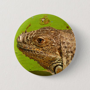 BADGE ROND 5 CM IGUANA