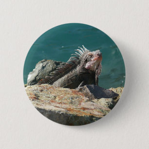 Badge Rond 5 Cm Iguana à St Thomas