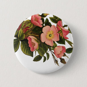 Badge Rond 5 Cm Illustration de fleurs anciennes de rose antique