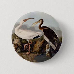 Badge Rond 5 Cm Impression d'oiseau Ibis blanc de John James Audub