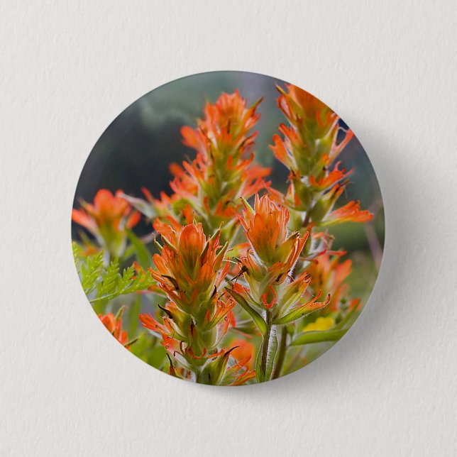 Badge Rond 5 Cm Indian Paintbrush (Devant)