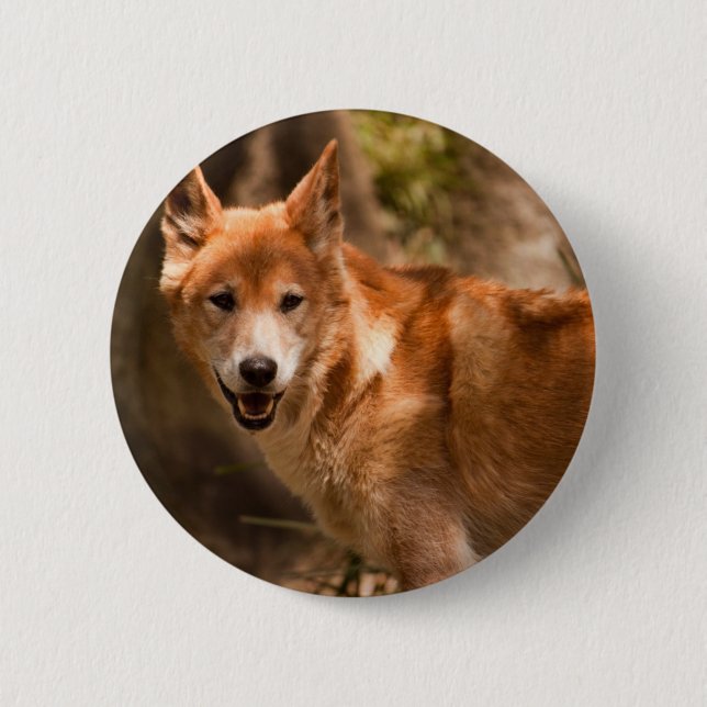 Badge Rond 5 Cm Insigne australien de dingo (Devant)
