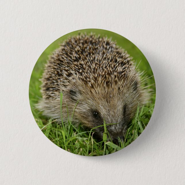 Badge Rond 5 Cm Insigne de bouton de hérisson (Devant)