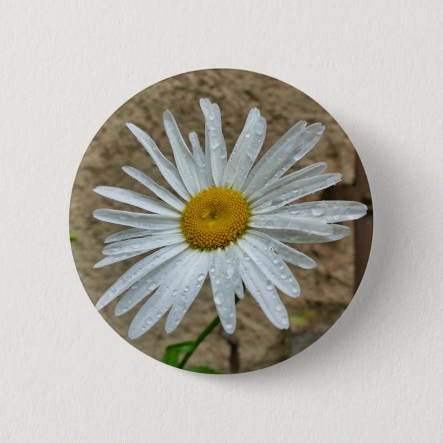 Badge Rond 5 Cm Insigne de fleurs de Leucanthemum (Devant)