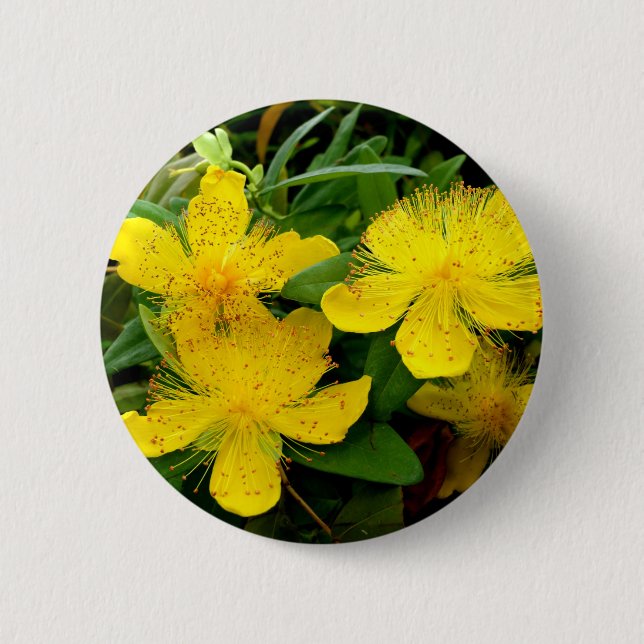 Badge Rond 5 Cm Insigne Hypericum calycinum (Devant)
