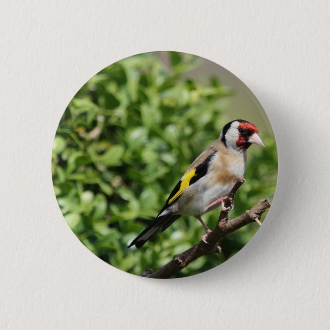 Badge Rond 5 Cm Intervalle (Devant)