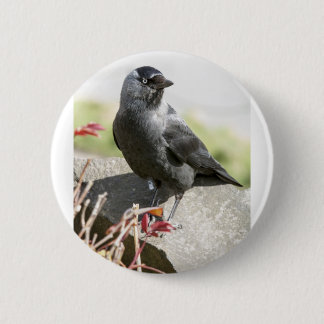 Badge Rond 5 Cm jackdaw.jpg
