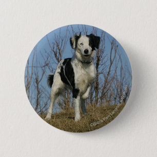 Badge Rond 5 Cm Jambe de border collie augmentée