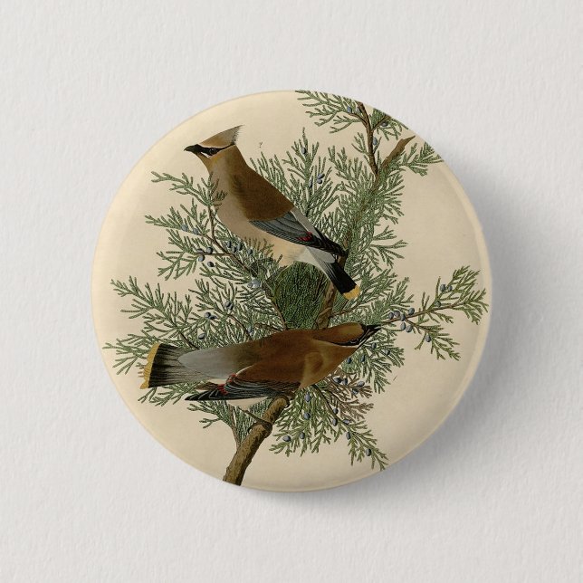 Badge Rond 5 Cm Jaseur d'Audubon (Devant)