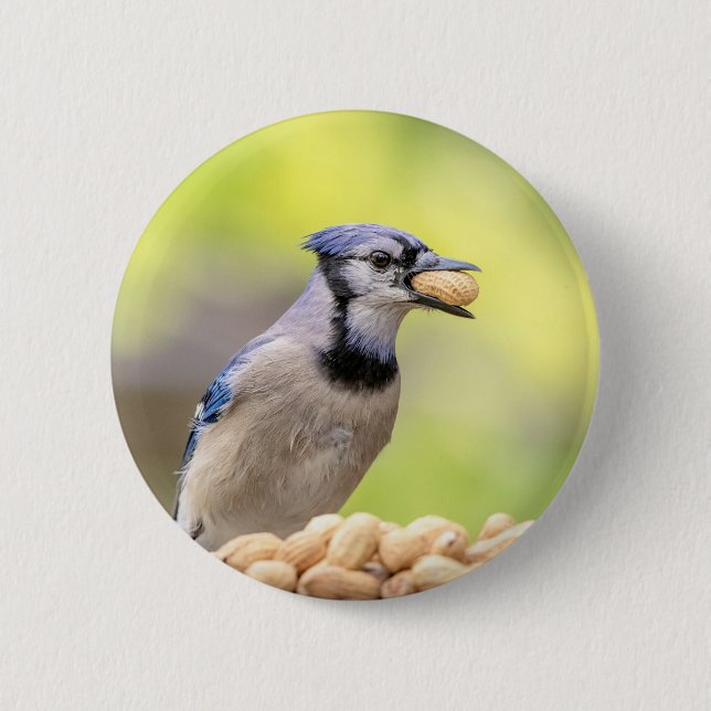 Badge Rond 5 Cm Jay bleu avec arachide (Devant)
