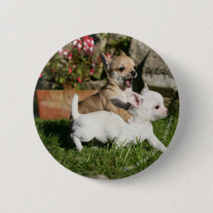 Badge Rond 5 Cm Jeu de chiot de chiwawa