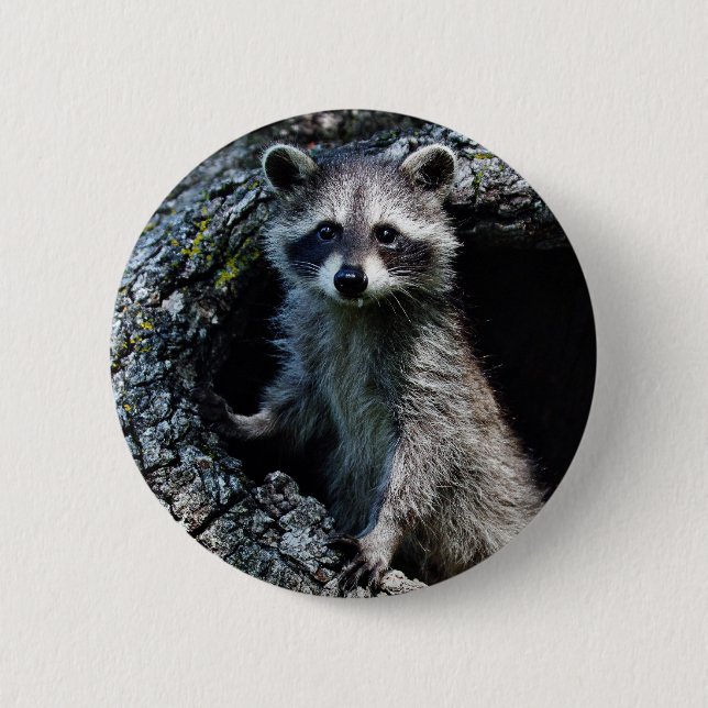 Badge Rond 5 Cm Jeune raton laveur (Devant)