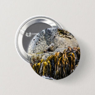 Badge Rond 5 Cm Jeune Sceau De Fourrure Sur Le Rocher