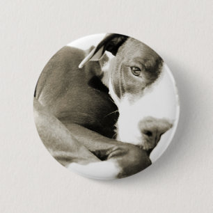 Badge Rond 5 Cm joli pitbull endormi paresseux