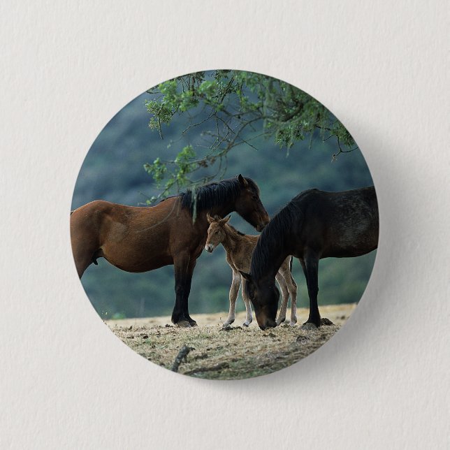 Badge Rond 5 Cm Jument et poulain sauvages de mustang (Devant)