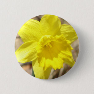 Badge Rond 5 Cm La jonquille jaune fleurit autour du bouton