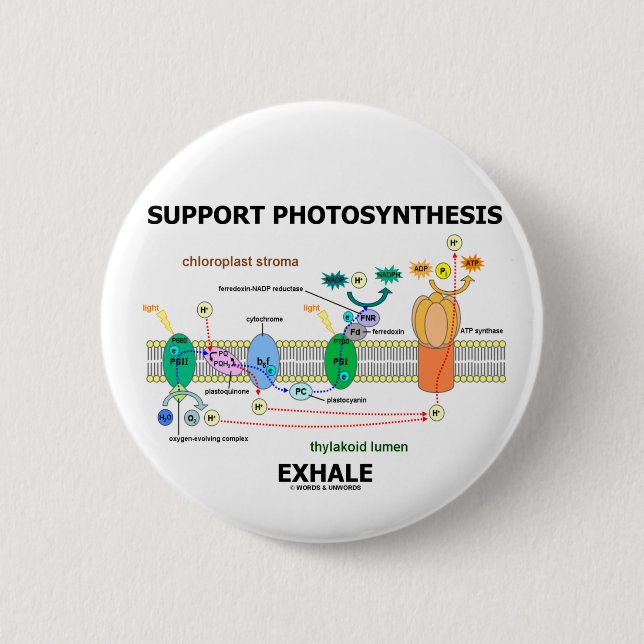 Badge Rond 5 Cm La photosynthèse de soutien exhalent (ambiant) (Devant)