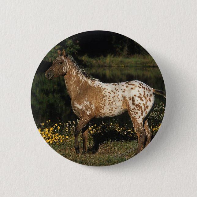 Badge Rond 5 Cm Lac se tenant prêt horse d'Appaloosa (Devant)