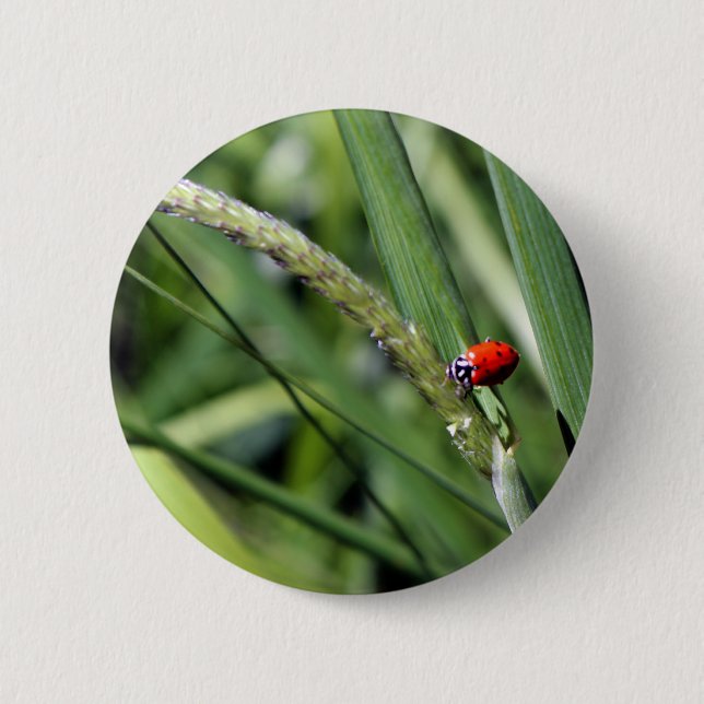 Badge Rond 5 Cm Ladybug (Coccinellidae) (Devant)