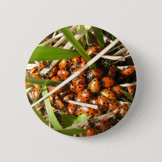Badge Rond 5 Cm Ladybugs (Coccinellidae) (Devant)