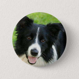 Badge Rond 5 Cm Le chien de border collie ajoutent l'animal