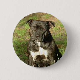 Badge Rond 5 Cm Le chien multiplie Staffy