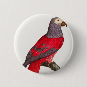 Badge Rond 5 Cm Le perroquet rouge gris, Psittacus erithacus