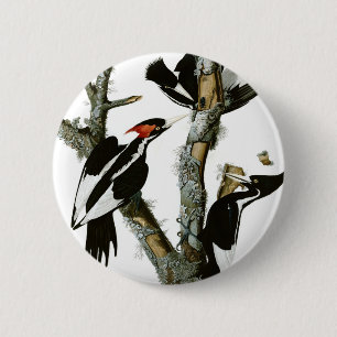 Badge Rond 5 Cm Le pivert Ivoire-affiché d'Aububon dans l'arbre d