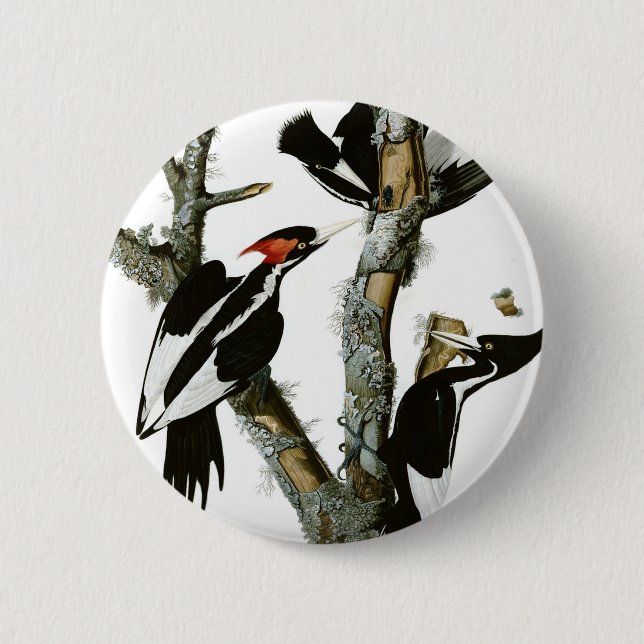 Badge Rond 5 Cm Le pivert Ivoire-affiché d'Aububon dans l'arbre de (Devant)