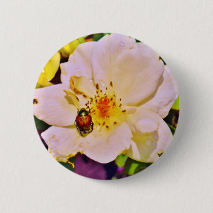 Badge Rond 5 Cm Le scarabée japonais sur la rose blanche