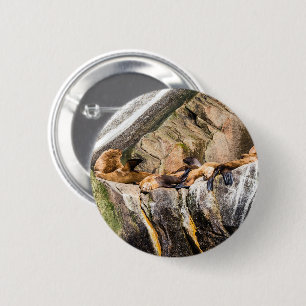 Badge Rond 5 Cm Lions De Mer Posés Sur Les Rochers