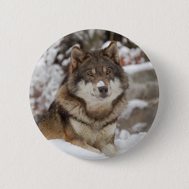 Badge Rond 5 Cm Loup d'hiver (Devant)