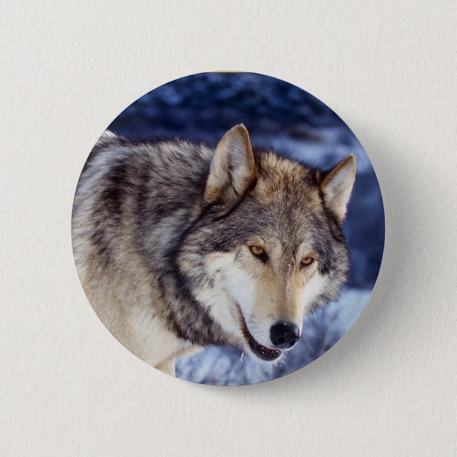 Badge Rond 5 Cm Loup d'hiver 2 (Devant)