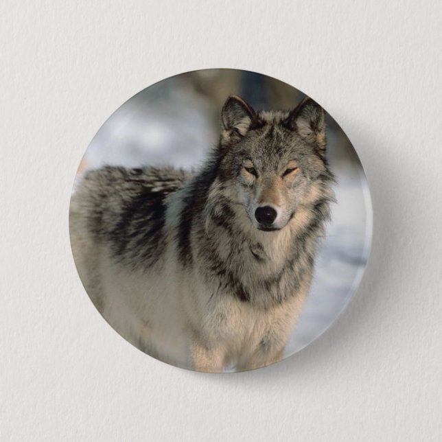 Badge Rond 5 Cm Loup vigilant (Devant)