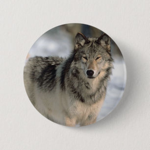 Badge Rond 5 Cm Loup vigilant