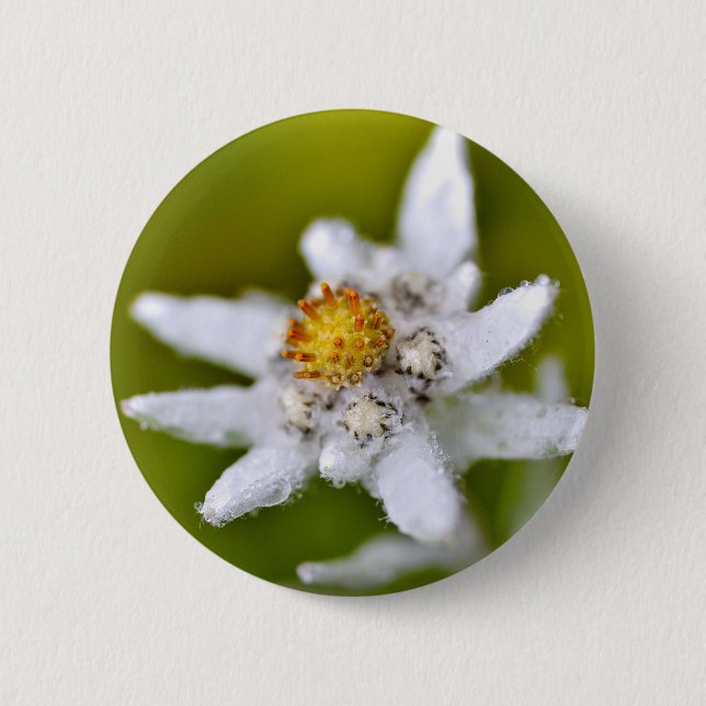Badge Rond 5 Cm Macro de fleur edelweiss (Devant)