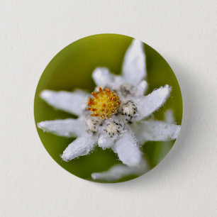 Badge Rond 5 Cm Macro of edelweiss flower
