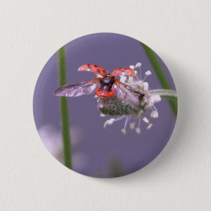 Badge Rond 5 Cm Maison partie de mouche