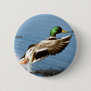 Badge Rond 5 Cm Mallard Drake effectue le vol