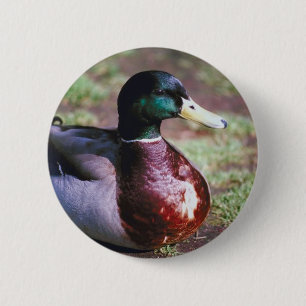 Badge Rond 5 Cm Mallard masculin