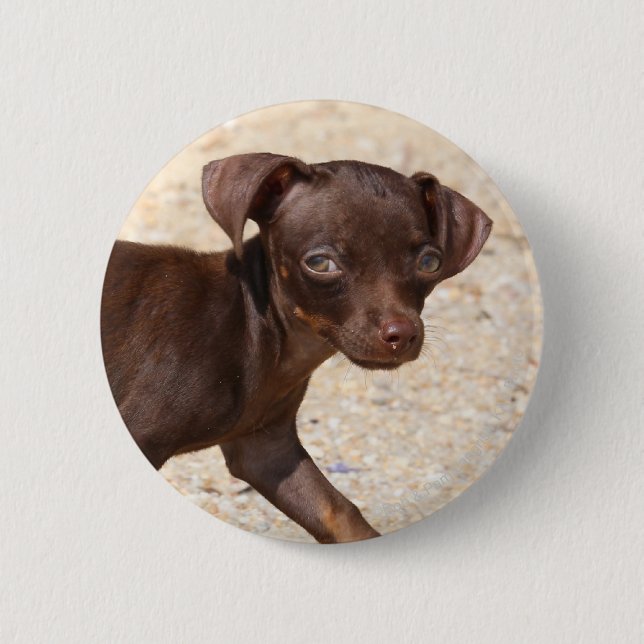 Badge Rond 5 Cm Marche de chiot de chiwawa (Devant)