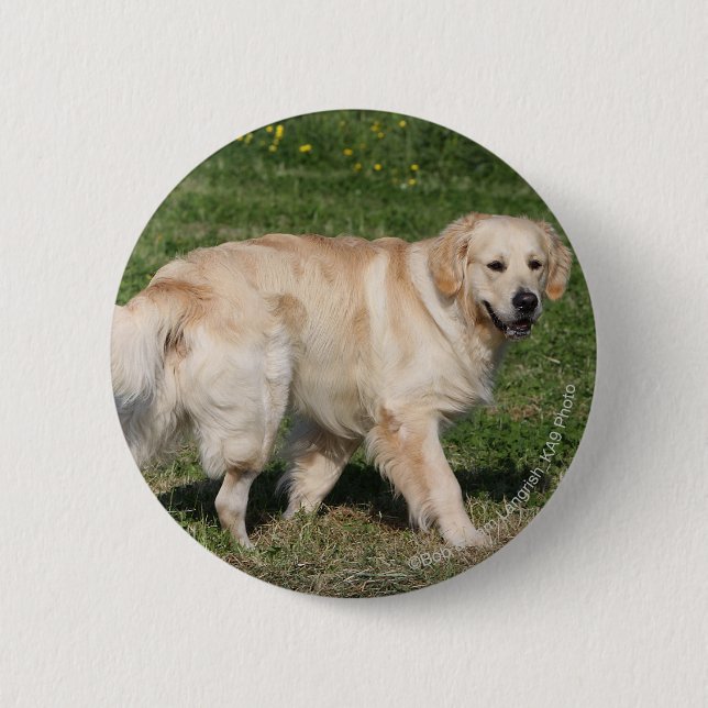 Badge Rond 5 Cm Marche de golden retriever (Devant)