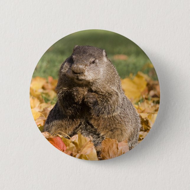 Badge Rond 5 Cm Marmotte (Devant)